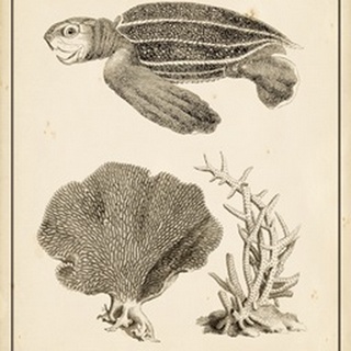 Sea Turtle Study II