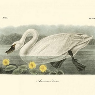 American Swan