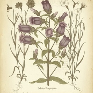Tinted Besler Botanical II