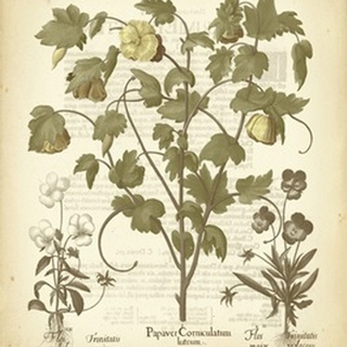 Tinted Besler Botanical IV