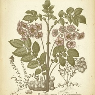 Tinted Besler Botanical III