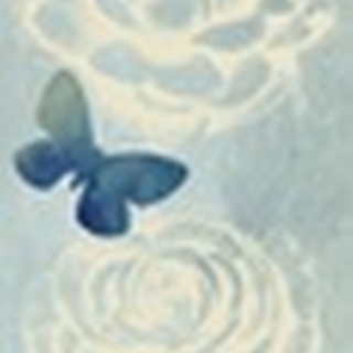 Fairyflies Collection D