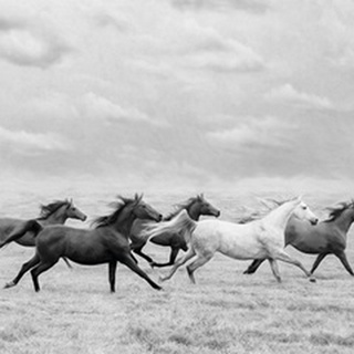 Horse Run I