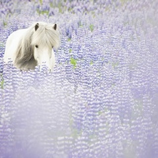 Horse in Lavender II