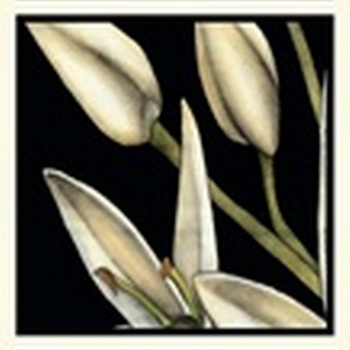 Graphic Lily I