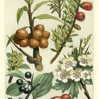Fruits and Foliage III