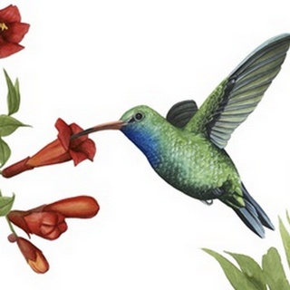 Hummingbird and Flower I