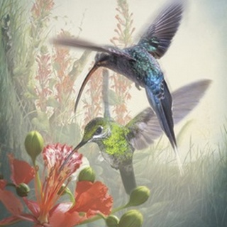 Hummingbird Cycle I