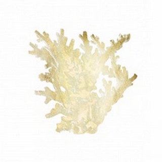 Gold Foil Coral I