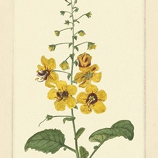 Yellow Curtis Botanical II