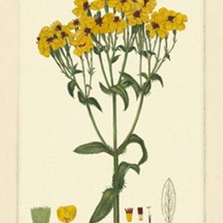 Yellow Curtis Botanical III
