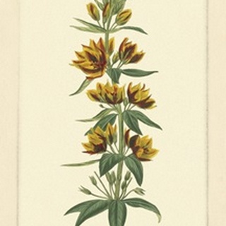 Yellow Curtis Botanical IV