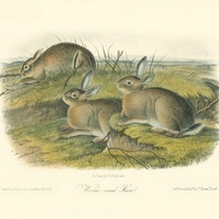Worm-wood Hare