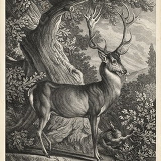 Woodland Deer I