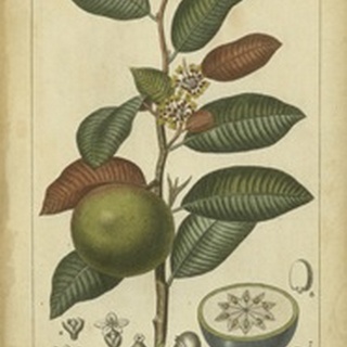 Exotic Botanica III