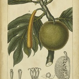 Exotic Botanica IV