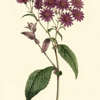 Lavender Florals IV