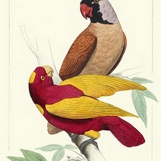 Lemaire Parrots II