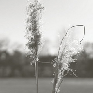 Ethereal Pampas IV