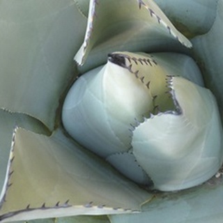 Agave Detail III