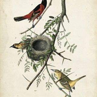Orchard Orioles
