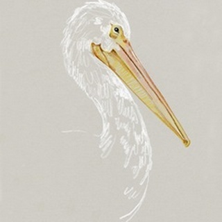 Bright Pelican Sketch II
