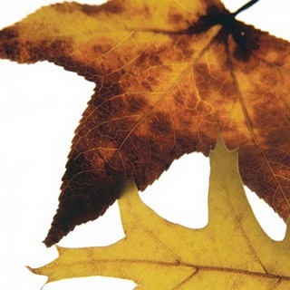 Inflorescent Leaves II