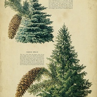 Colorado Blue Spruce andNorway Spruce