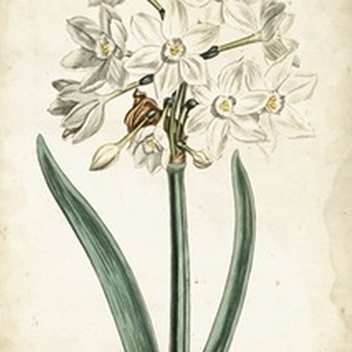 Curtis Narcissus II