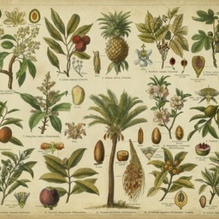 Classification of Tropical Plants