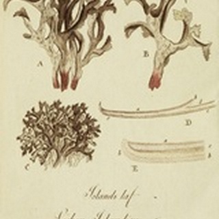 Species of Lichen V
