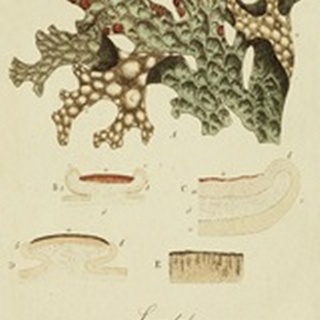 Species of Lichen III