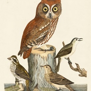 Wilson Owls II