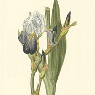 Iris Varieties V