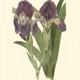 Iris Varieties II