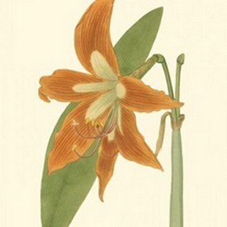 Lily Varieties II