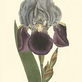 Iris Varieties I