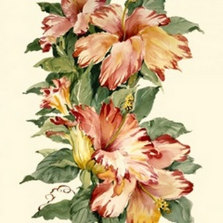 Hibiscus II