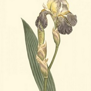 Iris Varieties IV