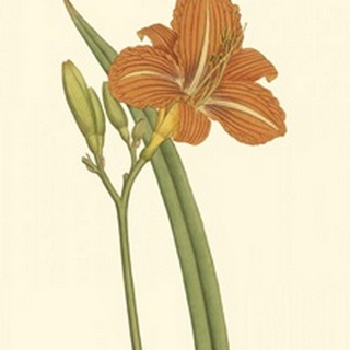 Lily Varieties I