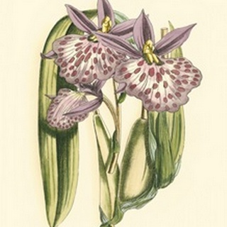 Lilac Orchid II