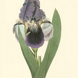 Iris Varieties III