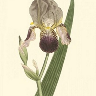 Iris Varieties VI