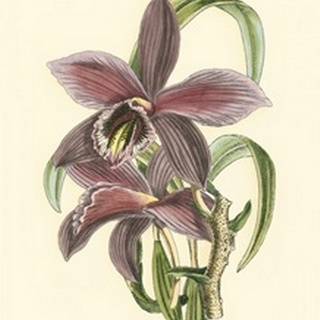 Lilac Orchid I