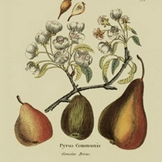 Antique Pears