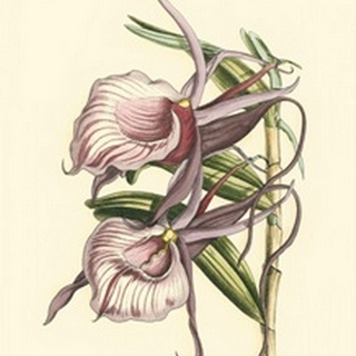 Lilac Orchid IV
