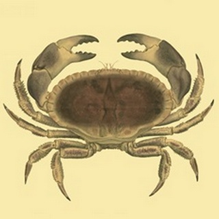 Antique Crab IV