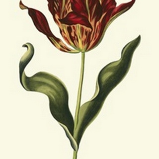 Vintage Tulips II