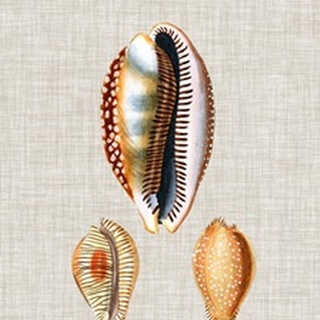 Antique Shells on Linen V