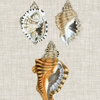 Antique Shells on Linen III